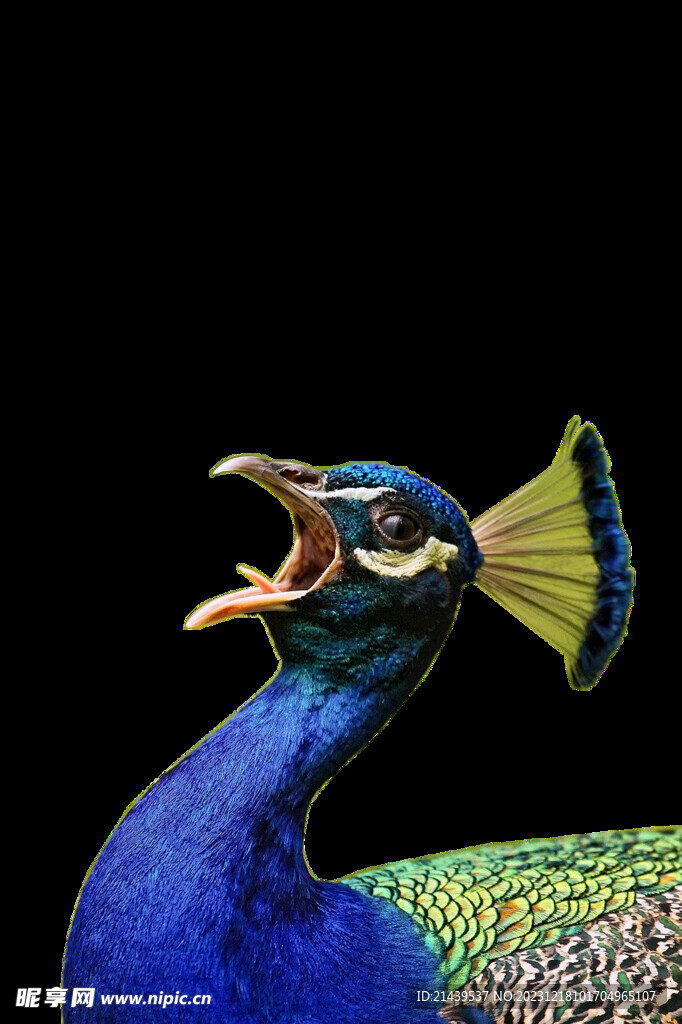 孔雀 