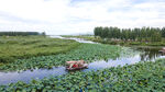 东平湖湿地 