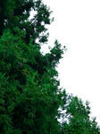 松树