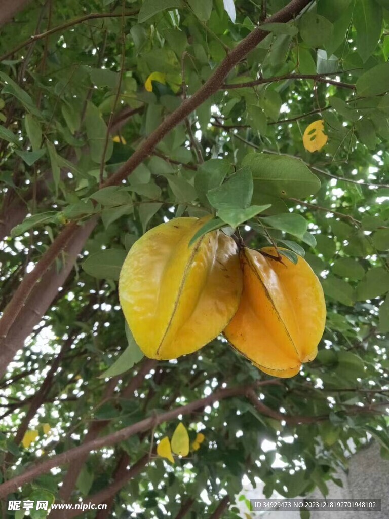 杨桃