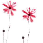 唯美水彩花卉简约装饰画 