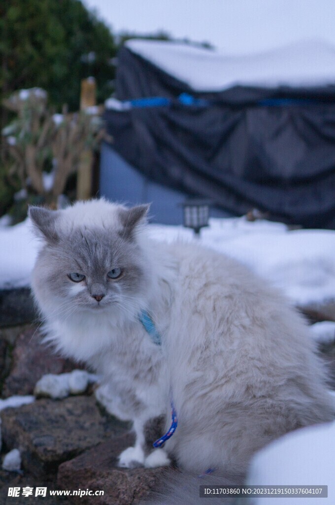 猫