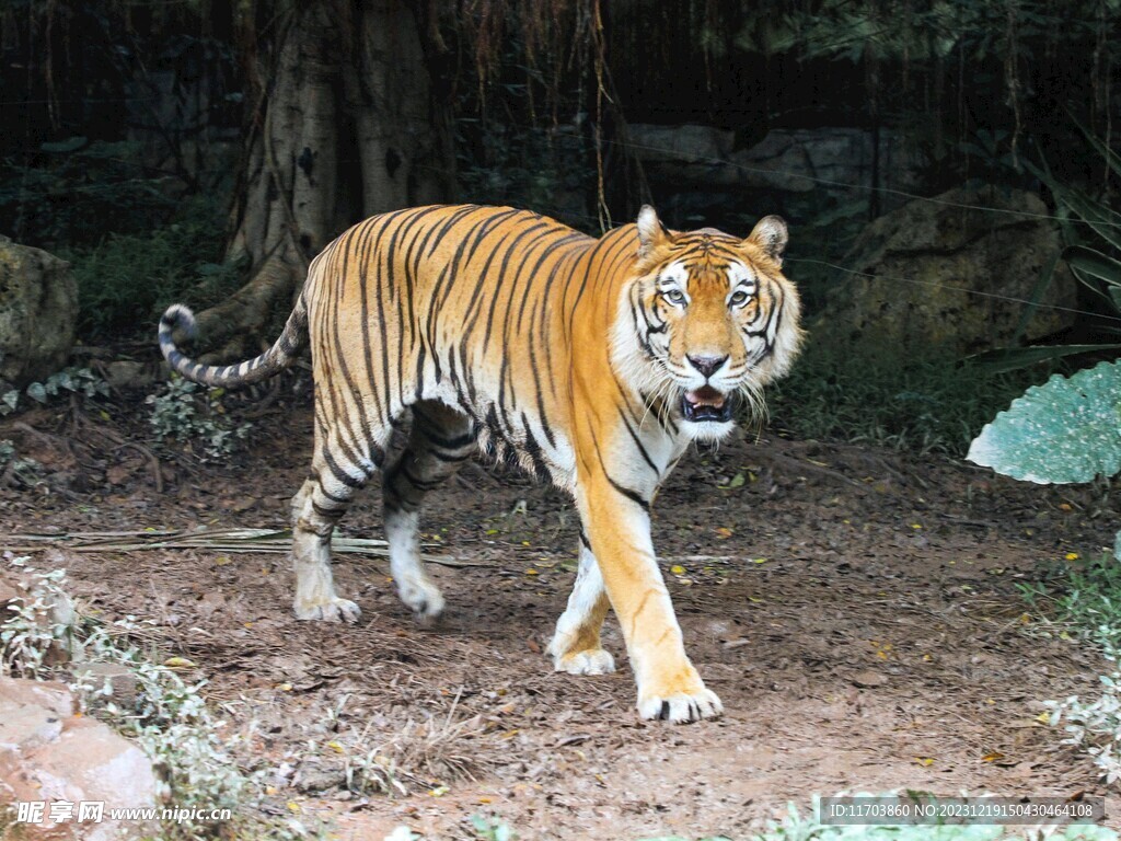 虎