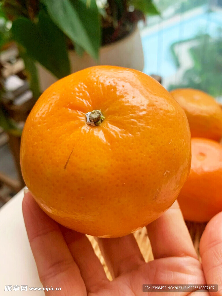 柑橘