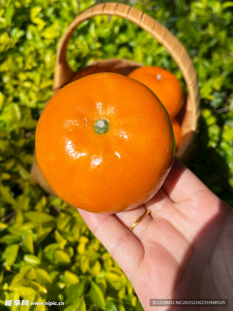 柑橘