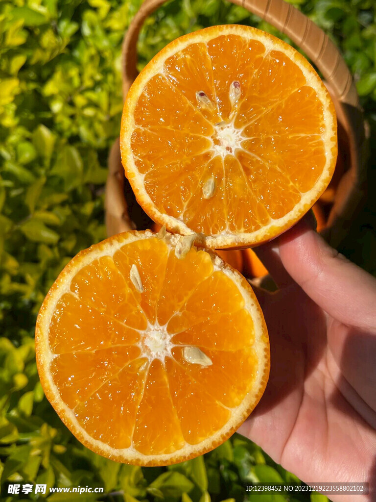 沃柑