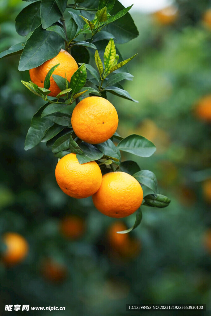 沃柑