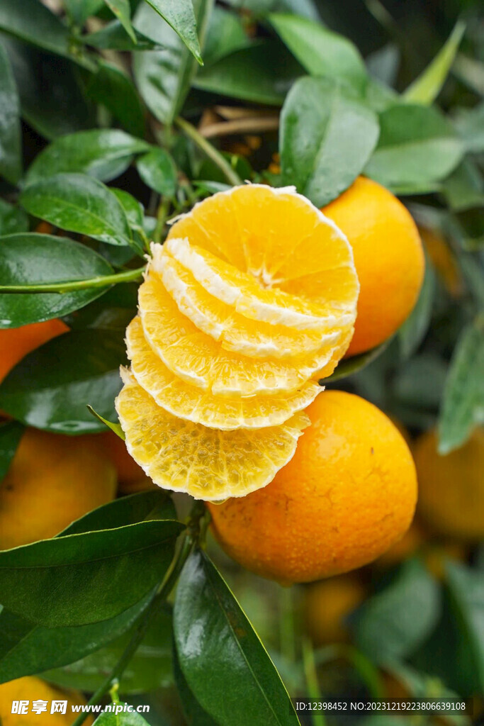 沃柑