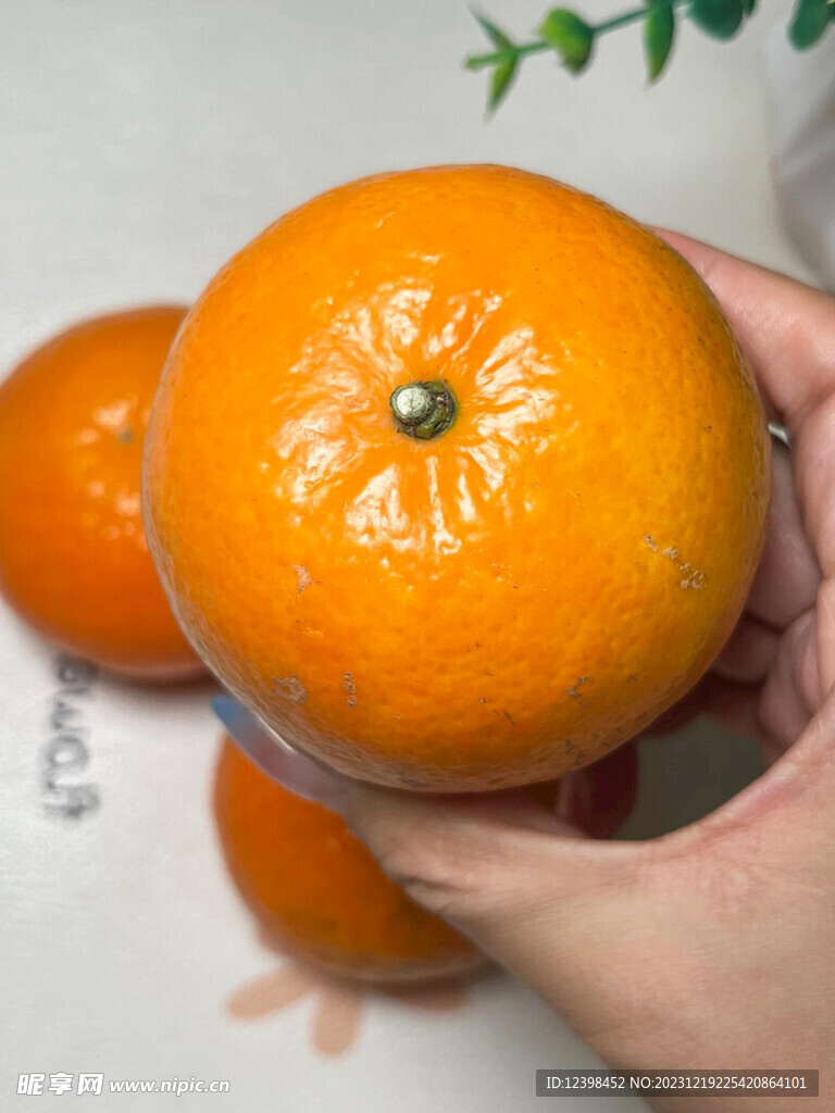 柑橘