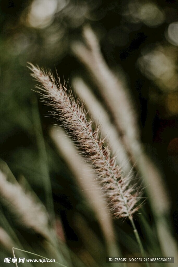 野草