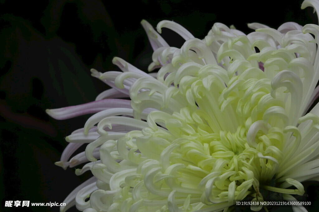 菊花