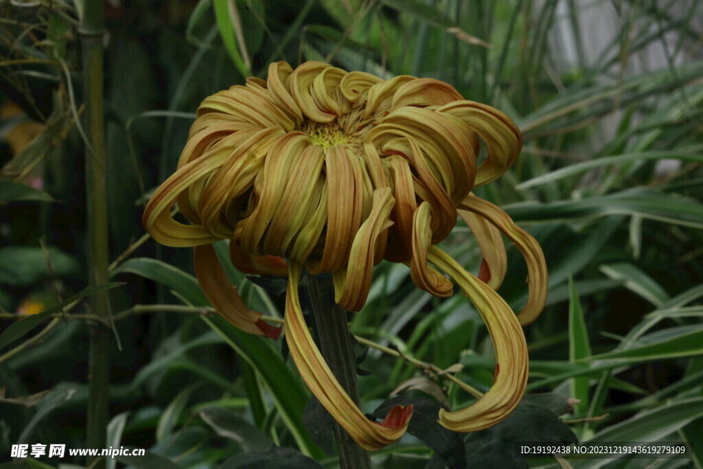 菊花 