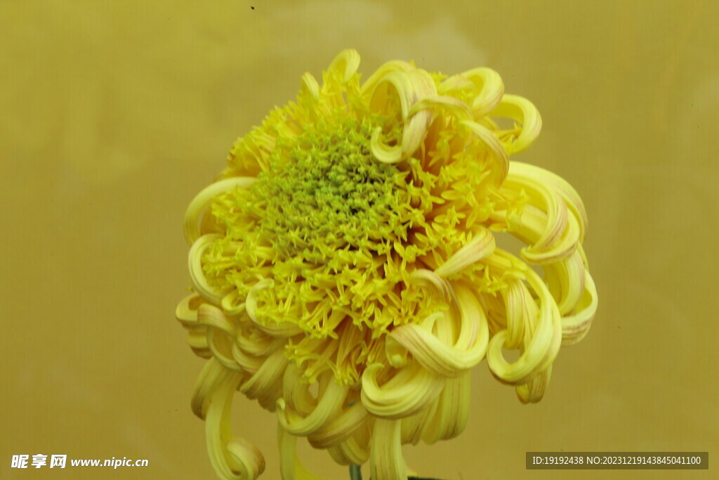 菊花 