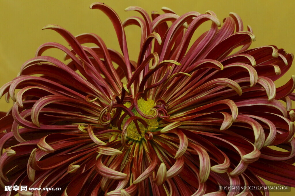 菊花