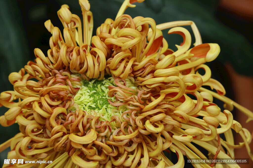 菊花 