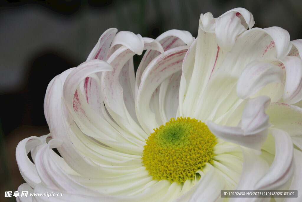 菊花