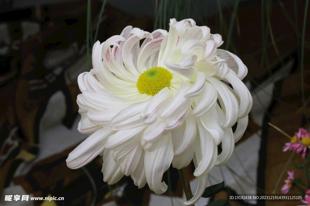 菊花