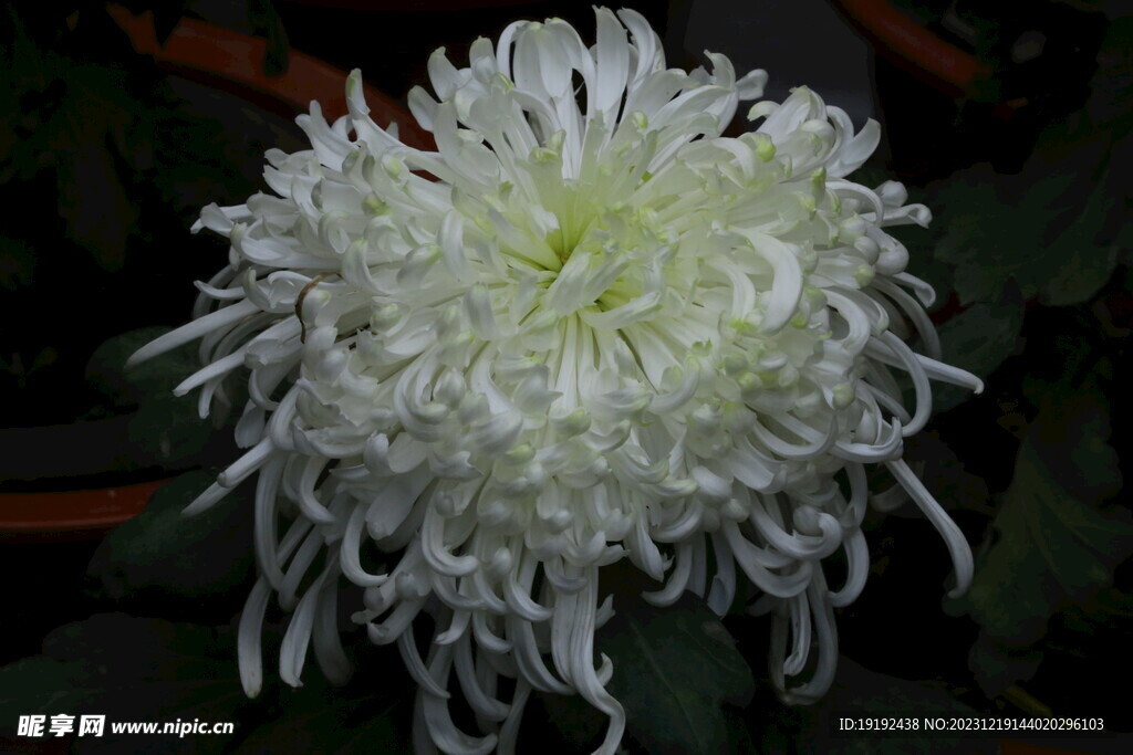 菊花