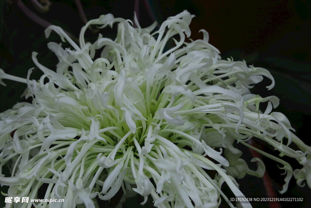 菊花 