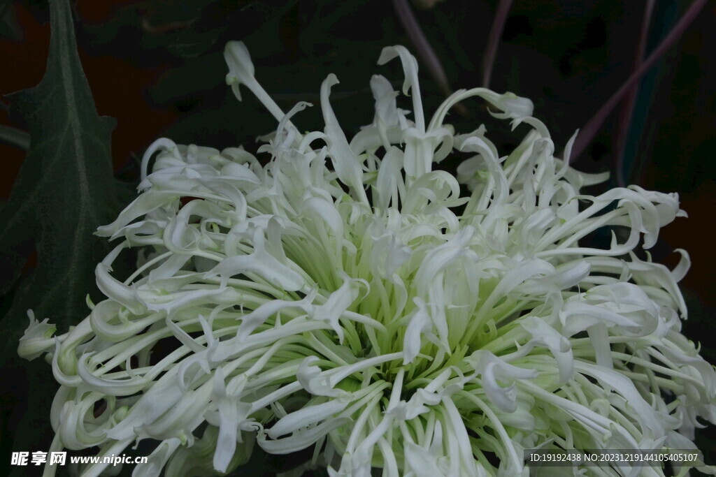 菊花  