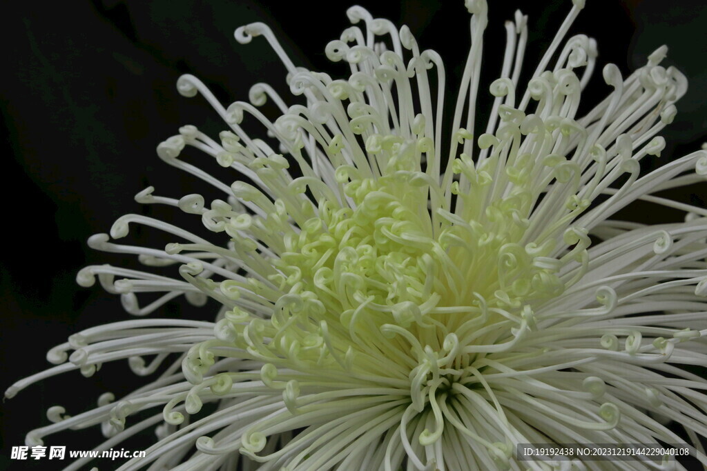 菊花 