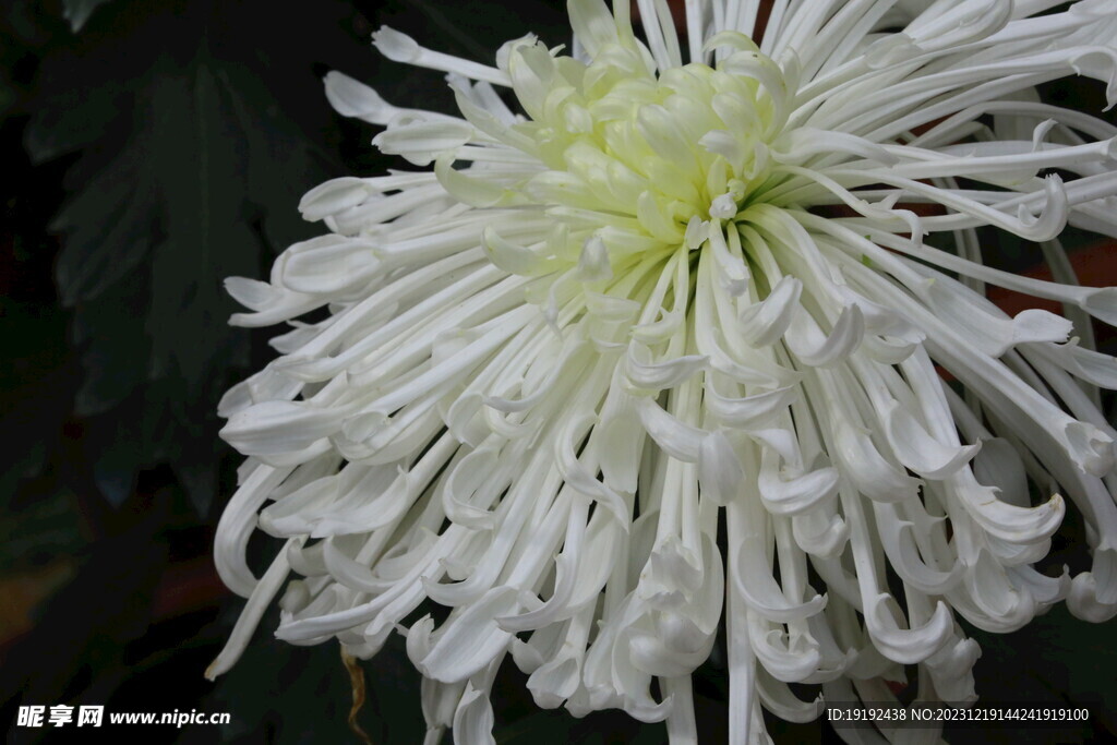 菊花