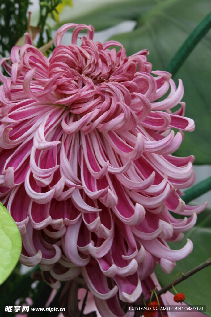 菊花 