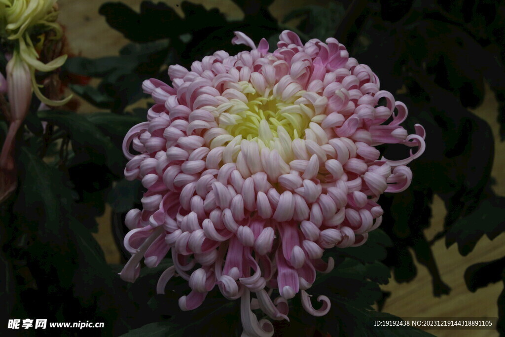 菊花 