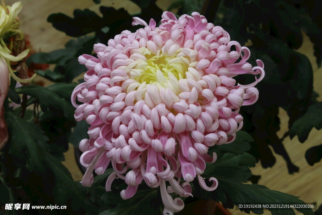 菊花 