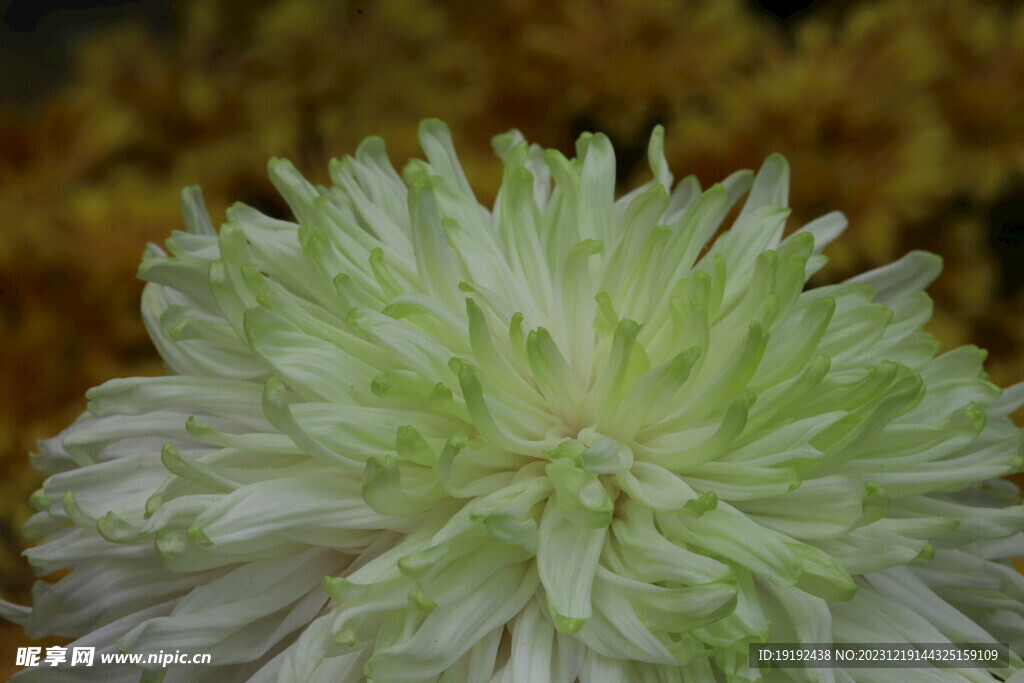 菊花