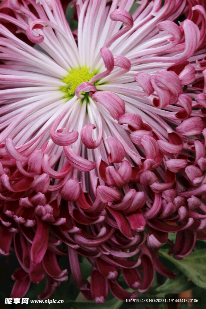 菊花 