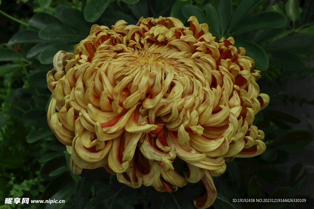菊花