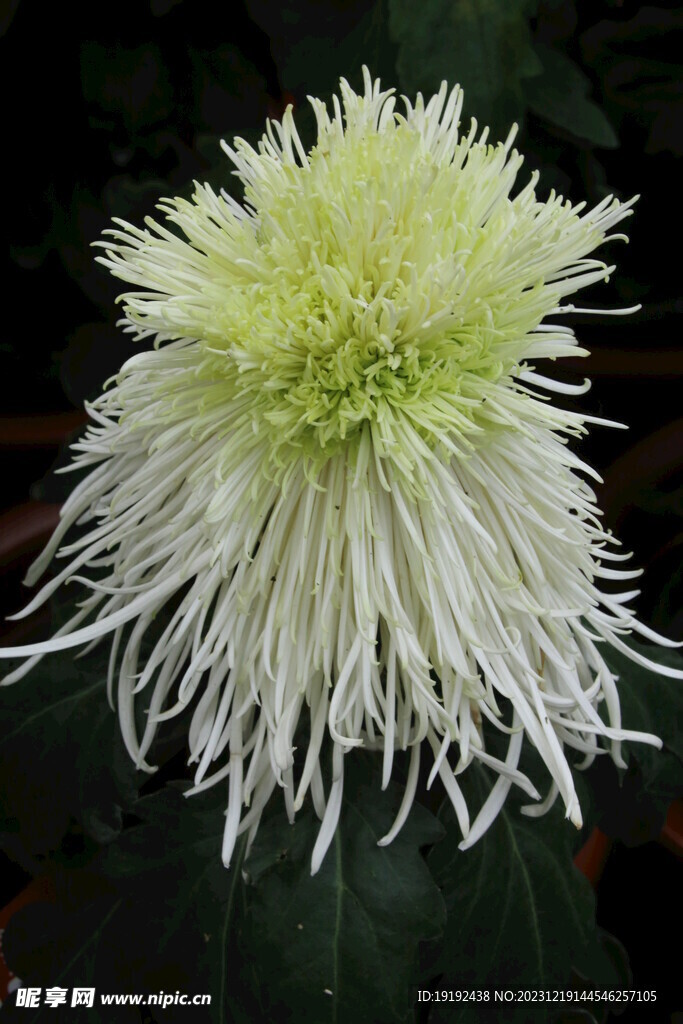 菊花 