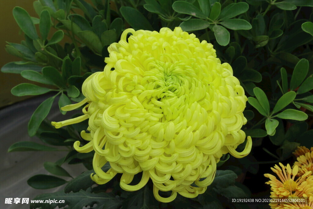 菊花 