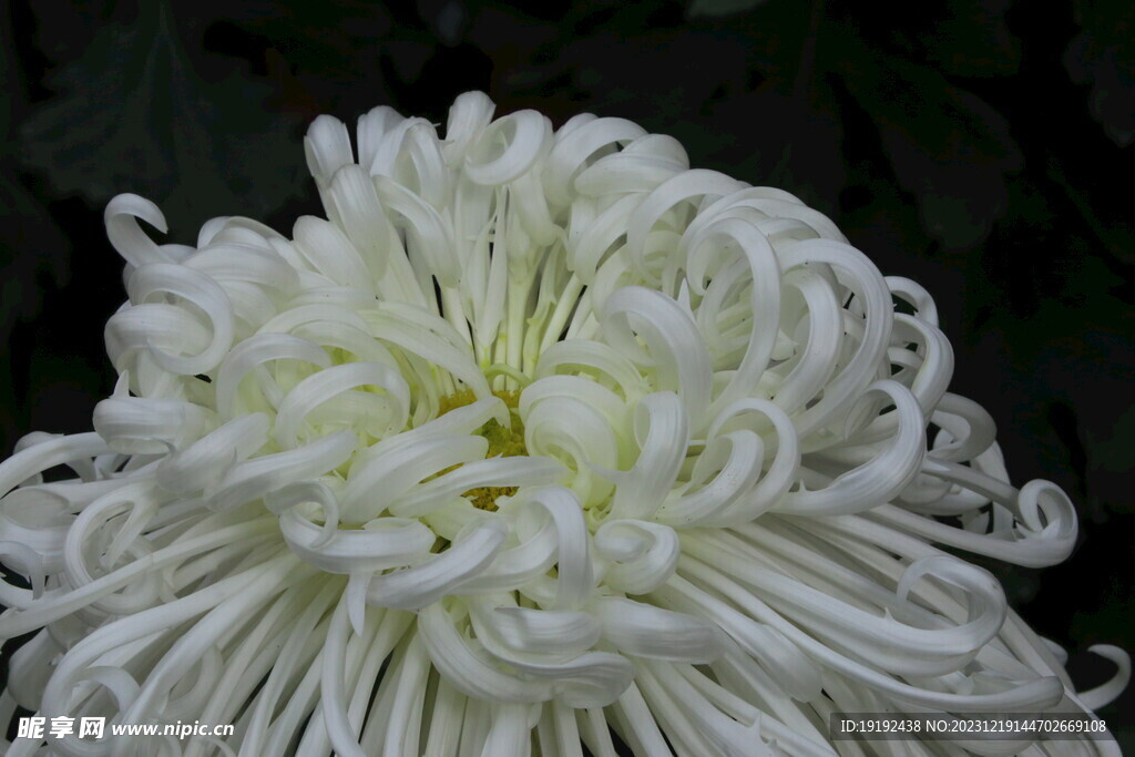 菊花