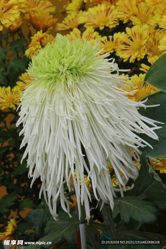 菊花 