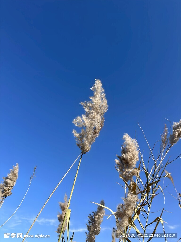 芦苇