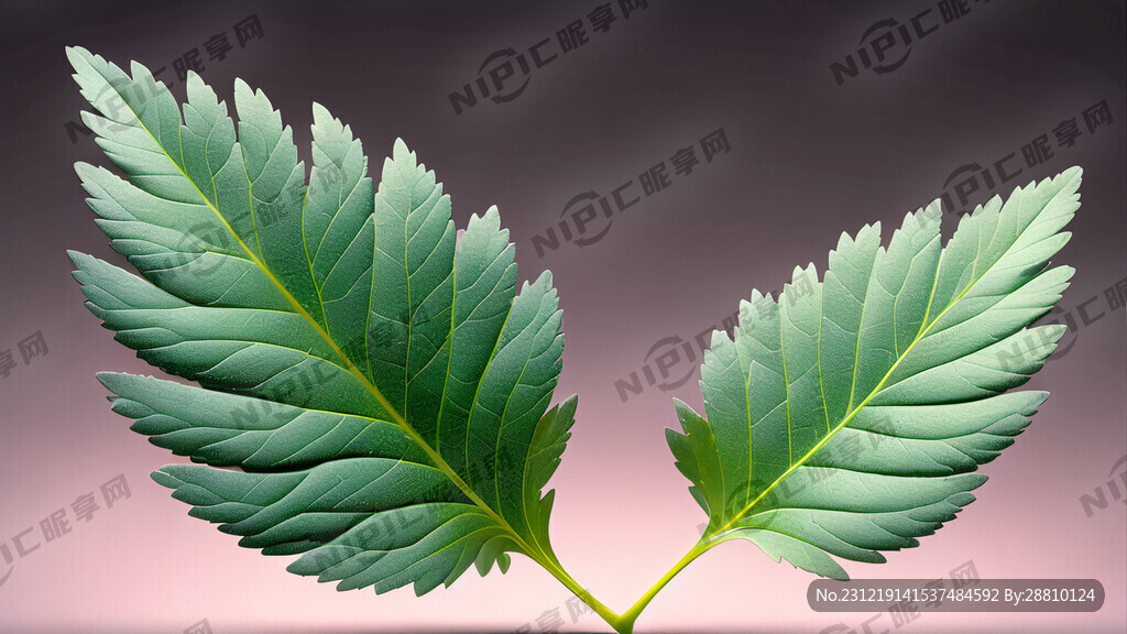 艾草叶 整齐摆放