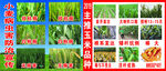 小麦玉米病虫防治