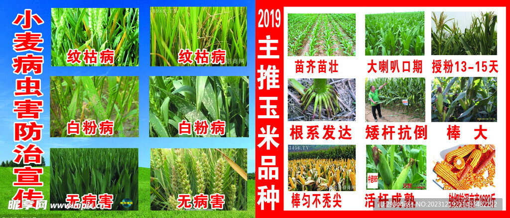小麦玉米病虫防治