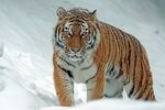 雪中的老虎