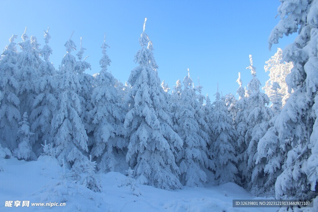 雪中松树