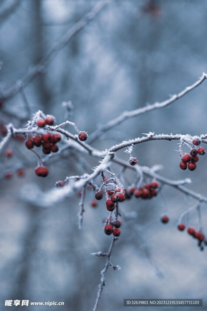 枝丫上的雪