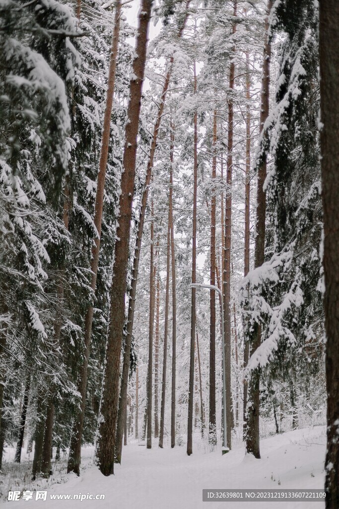 林中雪景