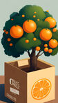 橙子  橙子树    插画  包装盒