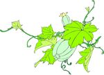 瓜果  植物  矢量图