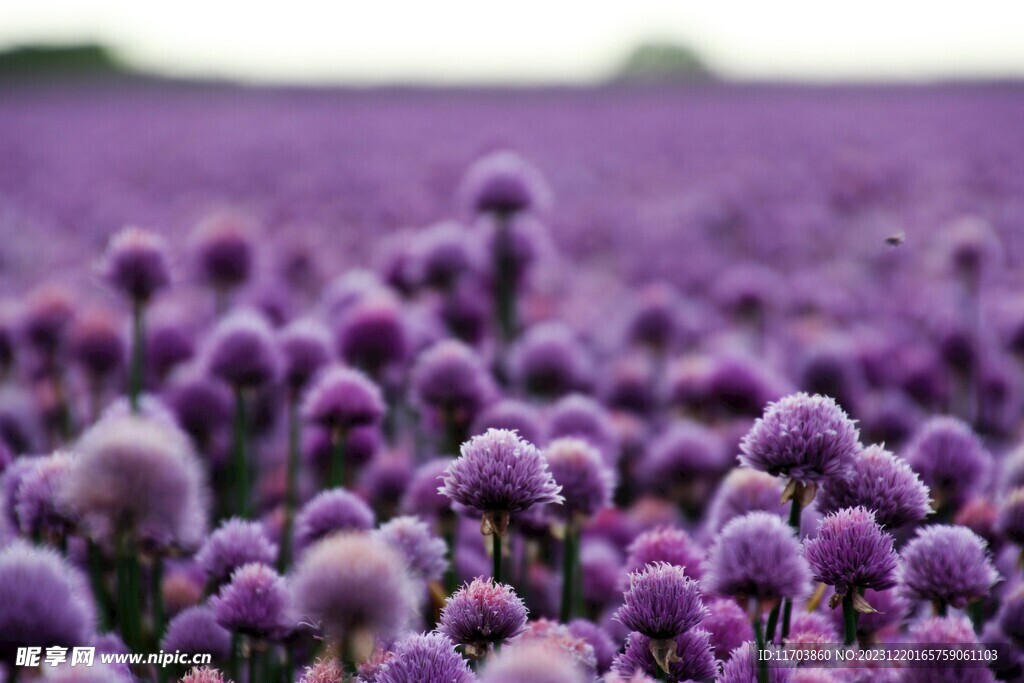 花田风景电脑壁纸