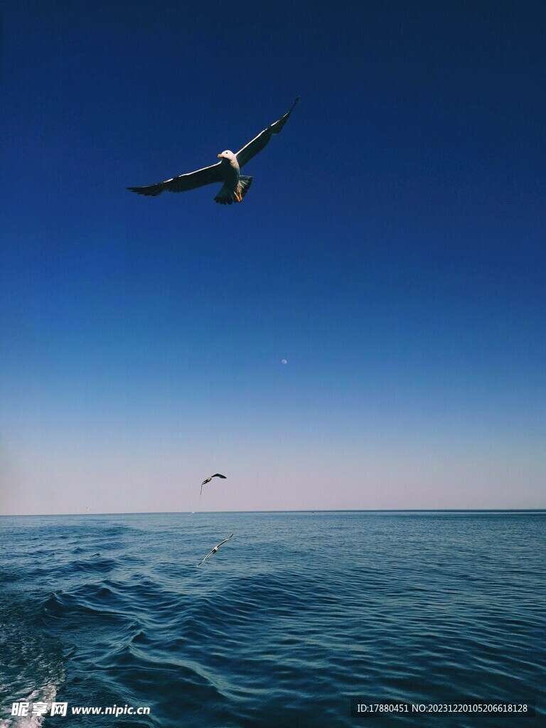 海鸥