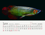 金龙鱼观赏鱼水族壁纸