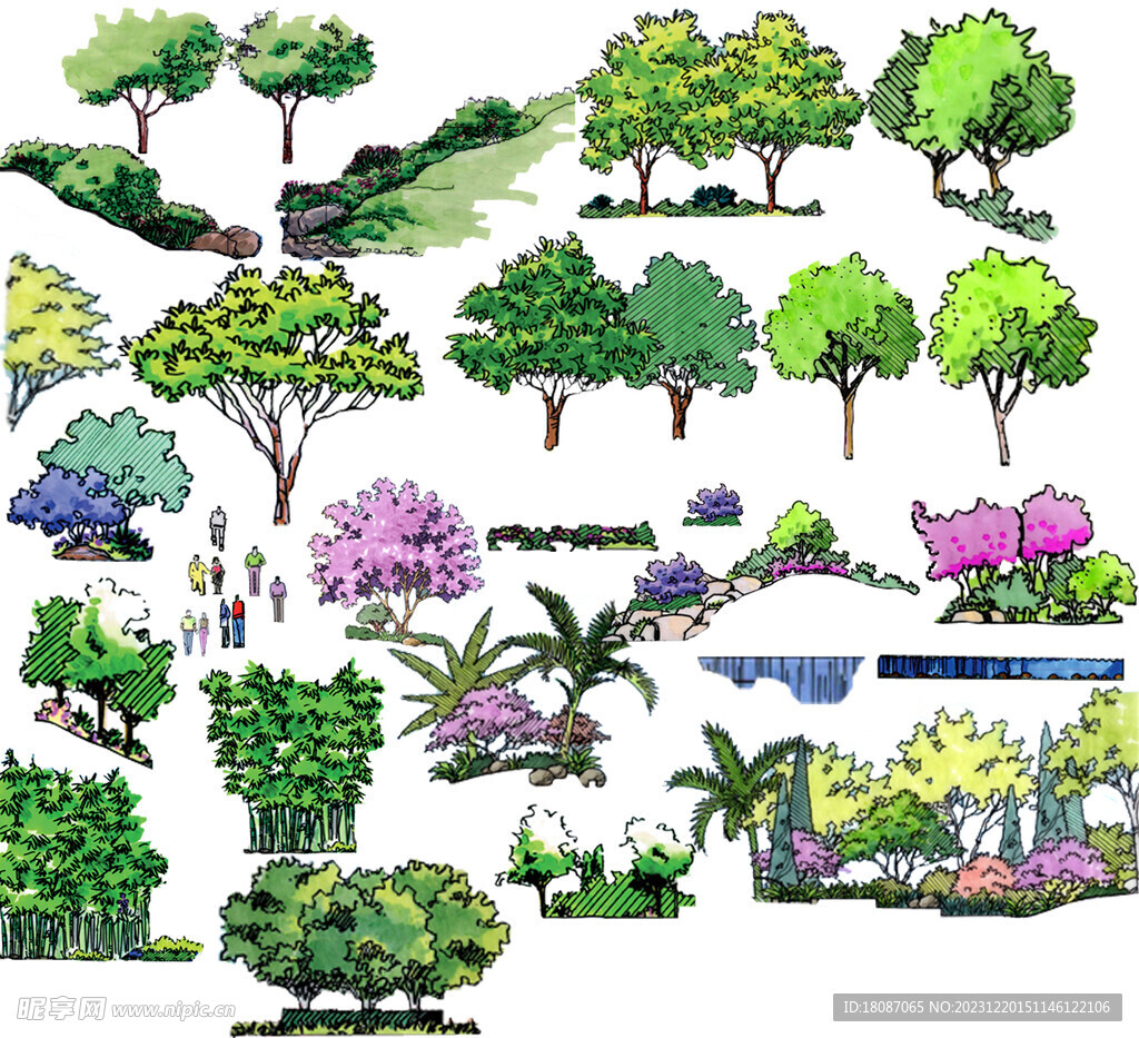 手绘  园林植物  立面配景 